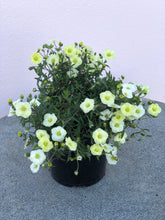 Load image into Gallery viewer, Arenaria ‘Summer Lemon’
