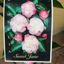 Load image into Gallery viewer, Camellia ‘Sweet Jane’
