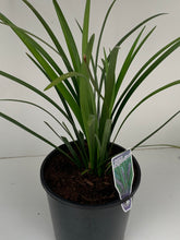 Load image into Gallery viewer, Liriope muscari &#39;Evergreen Giant&#39;
