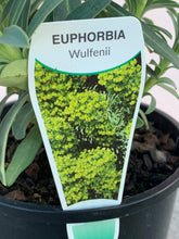 Load image into Gallery viewer, Euphorbia ‘Wulfenii’
