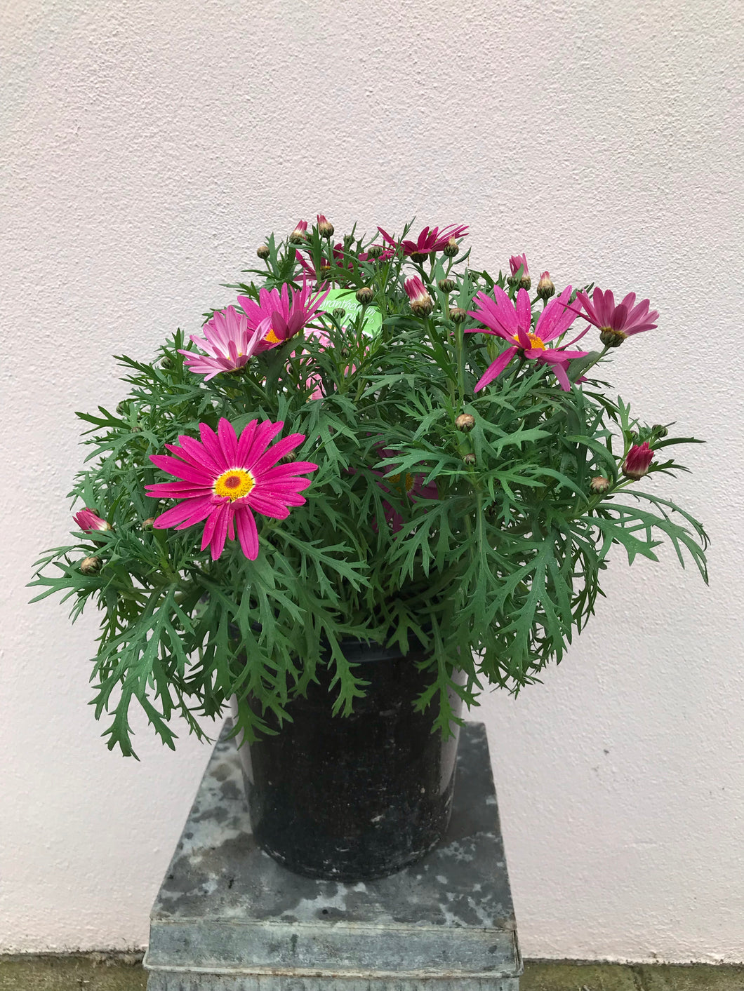 Argyranthemum ‘Sublime Pink’