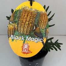 Load image into Gallery viewer, Banksia ‘Black Magic’
