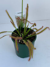 Load image into Gallery viewer, Drosera Species &#39;sundew&#39;
