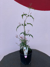 Load image into Gallery viewer, Jasmine polyanthumum
