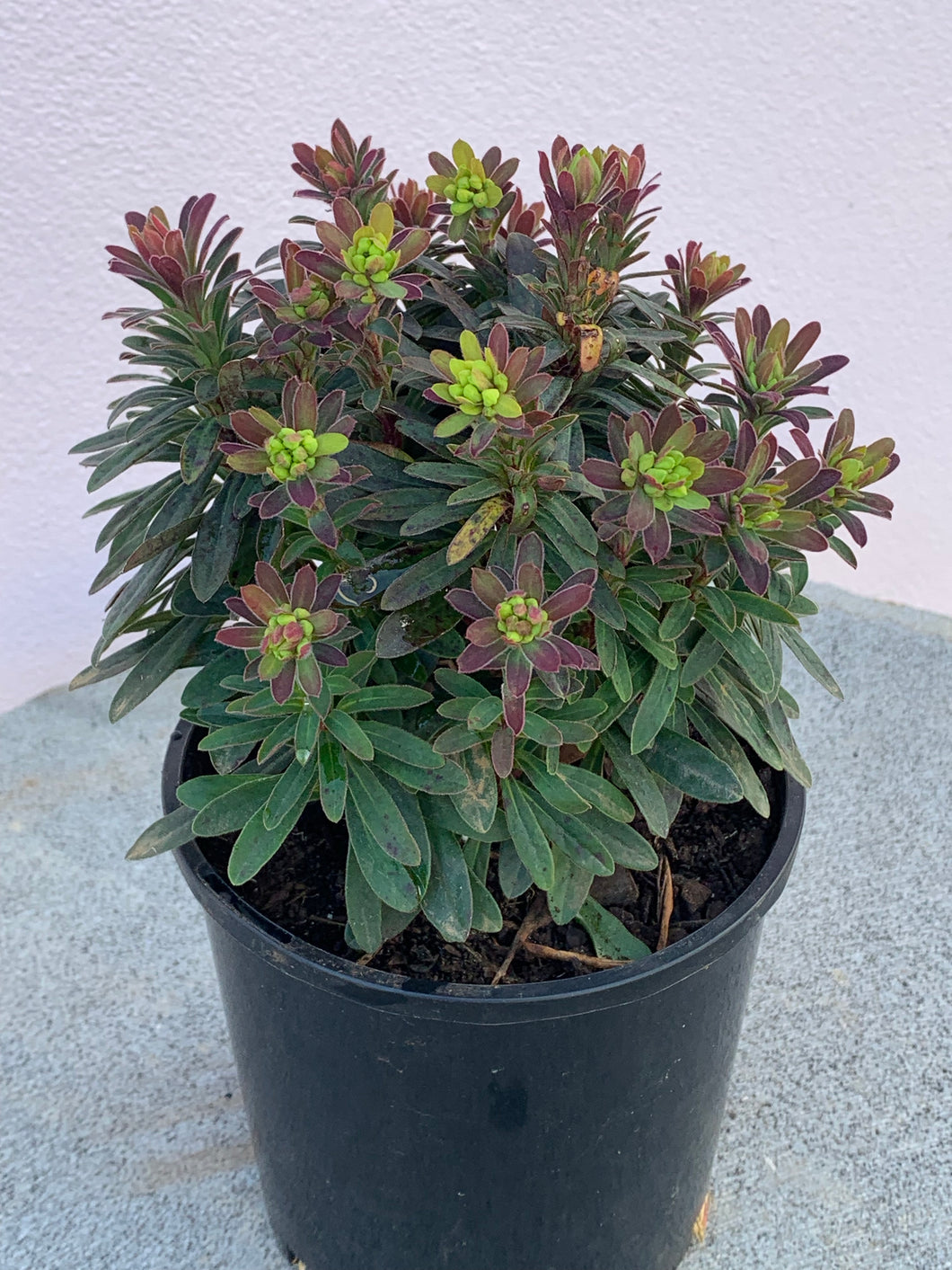 Euphorbia ‘Ascot Liliput’