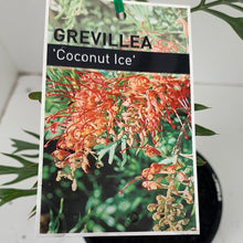 Load image into Gallery viewer, Grevillea ‘Coconut Ice’
