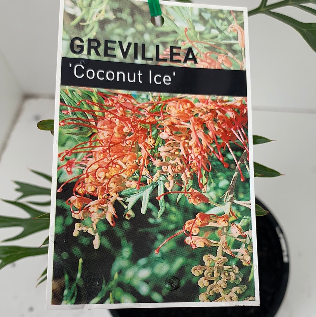 Grevillea ‘Coconut Ice’