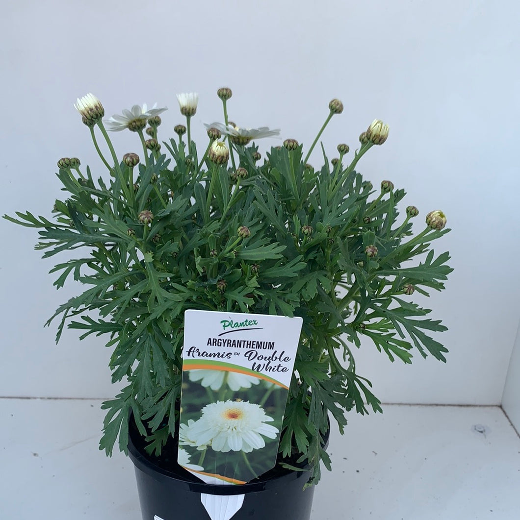 Argyranthemum 'Double White'