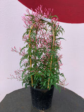 Load image into Gallery viewer, Jasmine polyanthumum
