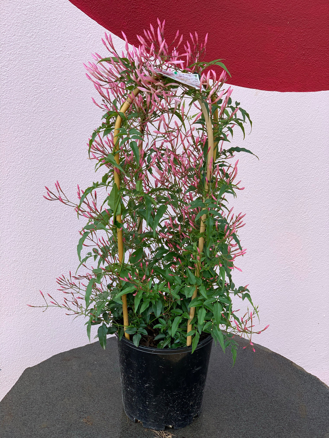 Jasmine polyanthumum