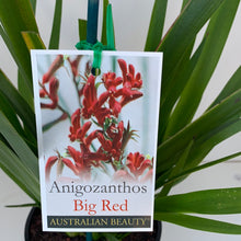 Load image into Gallery viewer, Anigozanthos ‘Big Red’
