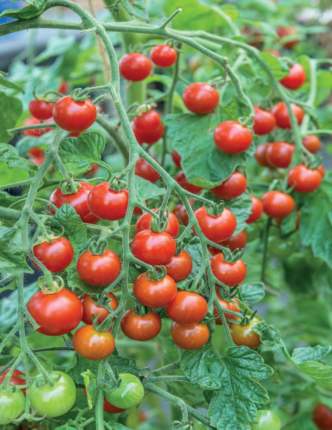 Tomato 'Sweet Million F1' Seeds